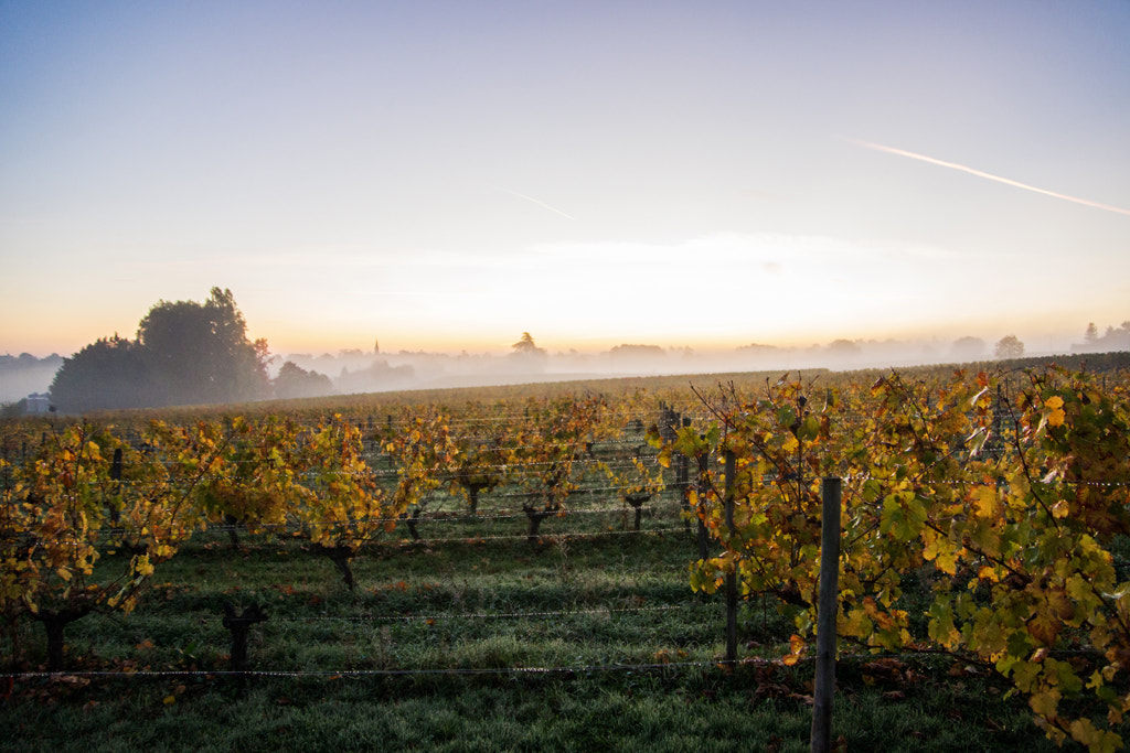 Sony SLT-A77 sample photo. Vines photography