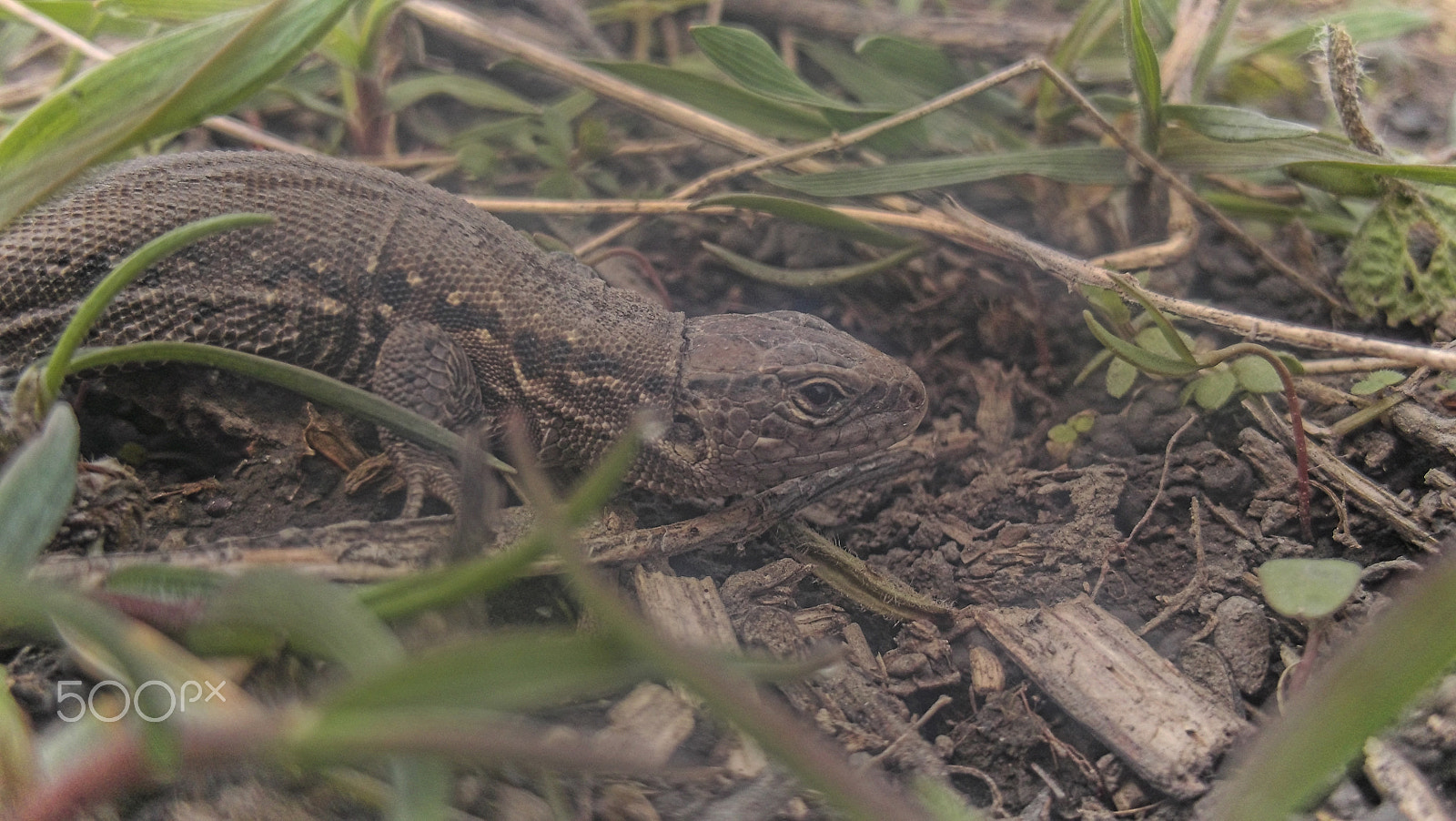 Fujifilm FinePix JV300 sample photo. I just find a lizard !!! photography