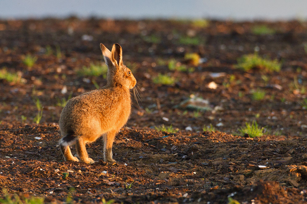 Canon EOS 7D + Canon EF 500mm F4L IS USM sample photo. Hare photography