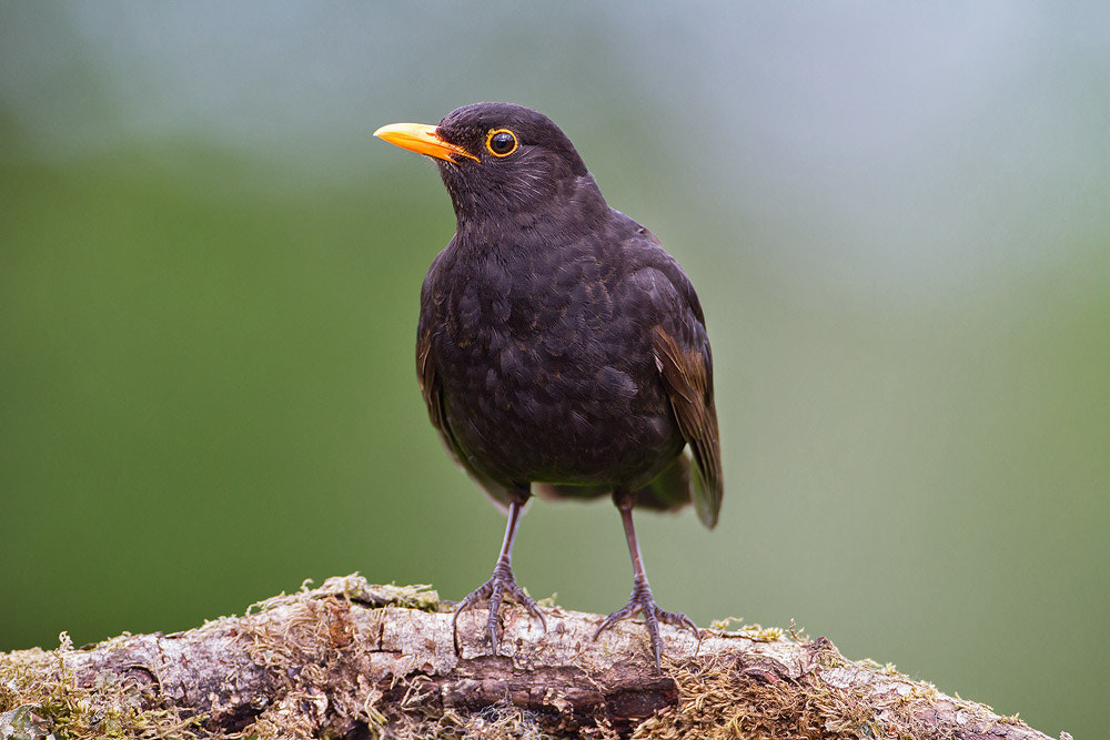 Canon EOS 7D + Canon EF 500mm F4L IS USM sample photo. Blackbird photography