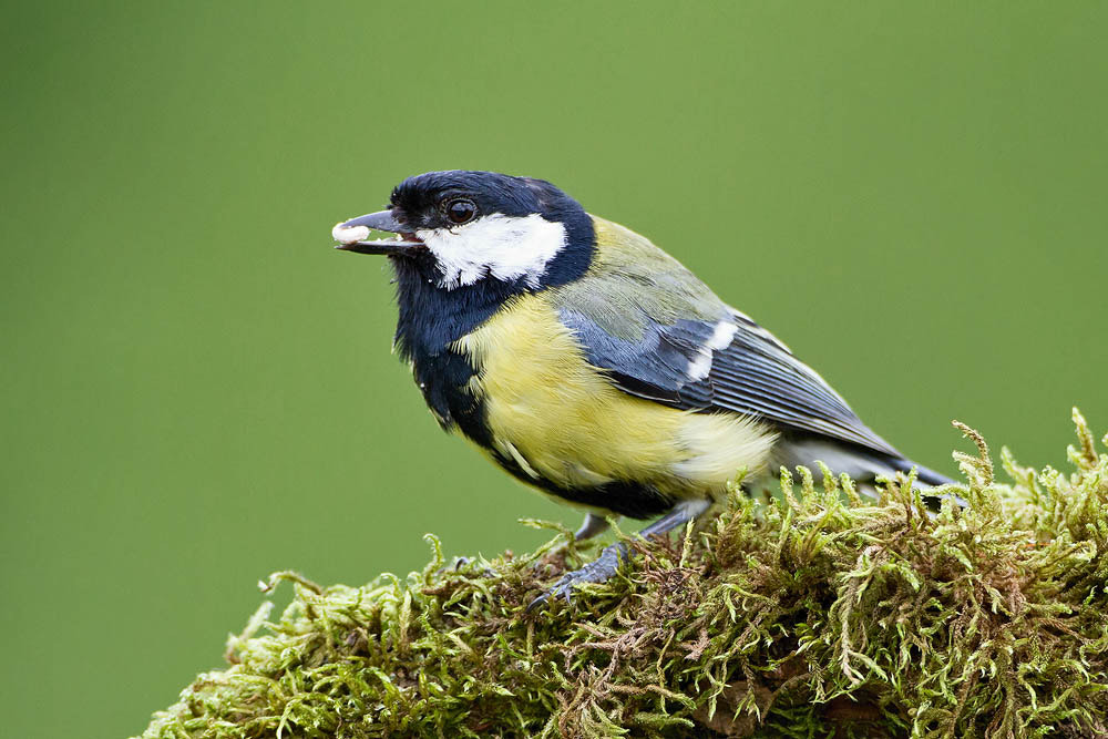 Canon EOS 7D + Canon EF 500mm F4L IS USM sample photo. Great tit photography