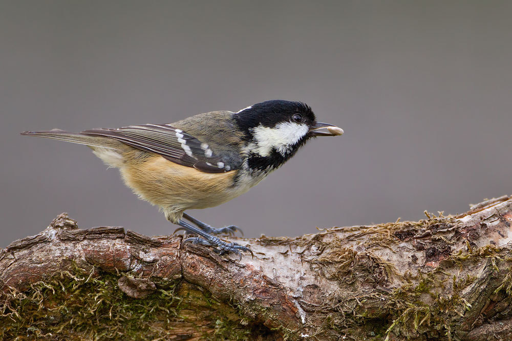 Canon EOS 7D + Canon EF 500mm F4L IS USM sample photo. Coal tit photography