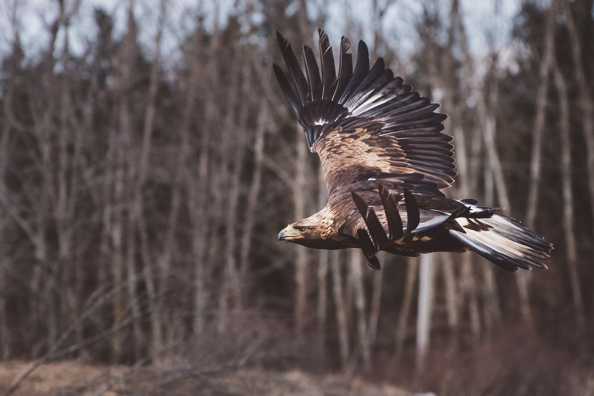 Nikon D810 sample photo. Golden eagle photography