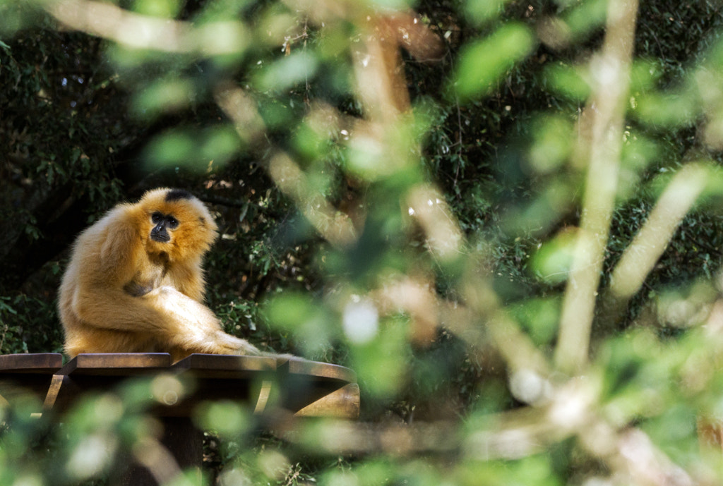 Sony SLT-A77 sample photo. Red-cheeked gibbon photography