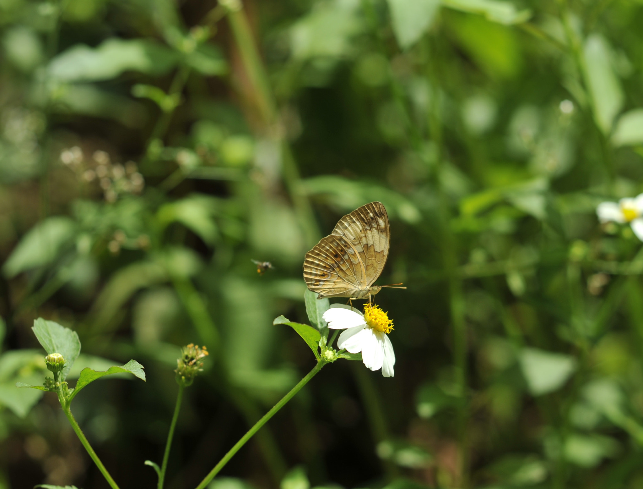 Nikon D300 + Nikon AF Nikkor 50mm F1.8D sample photo. Blessing... photography
