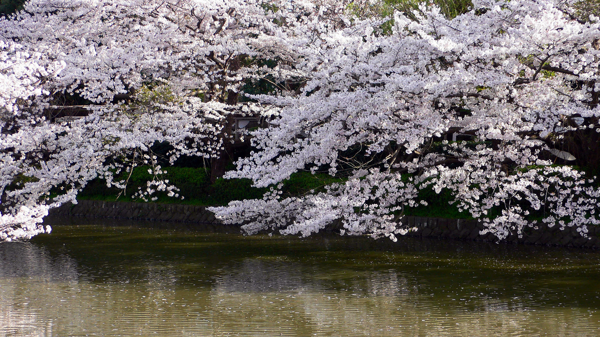 Leica D-LUX2 sample photo. Memories of pink. photography