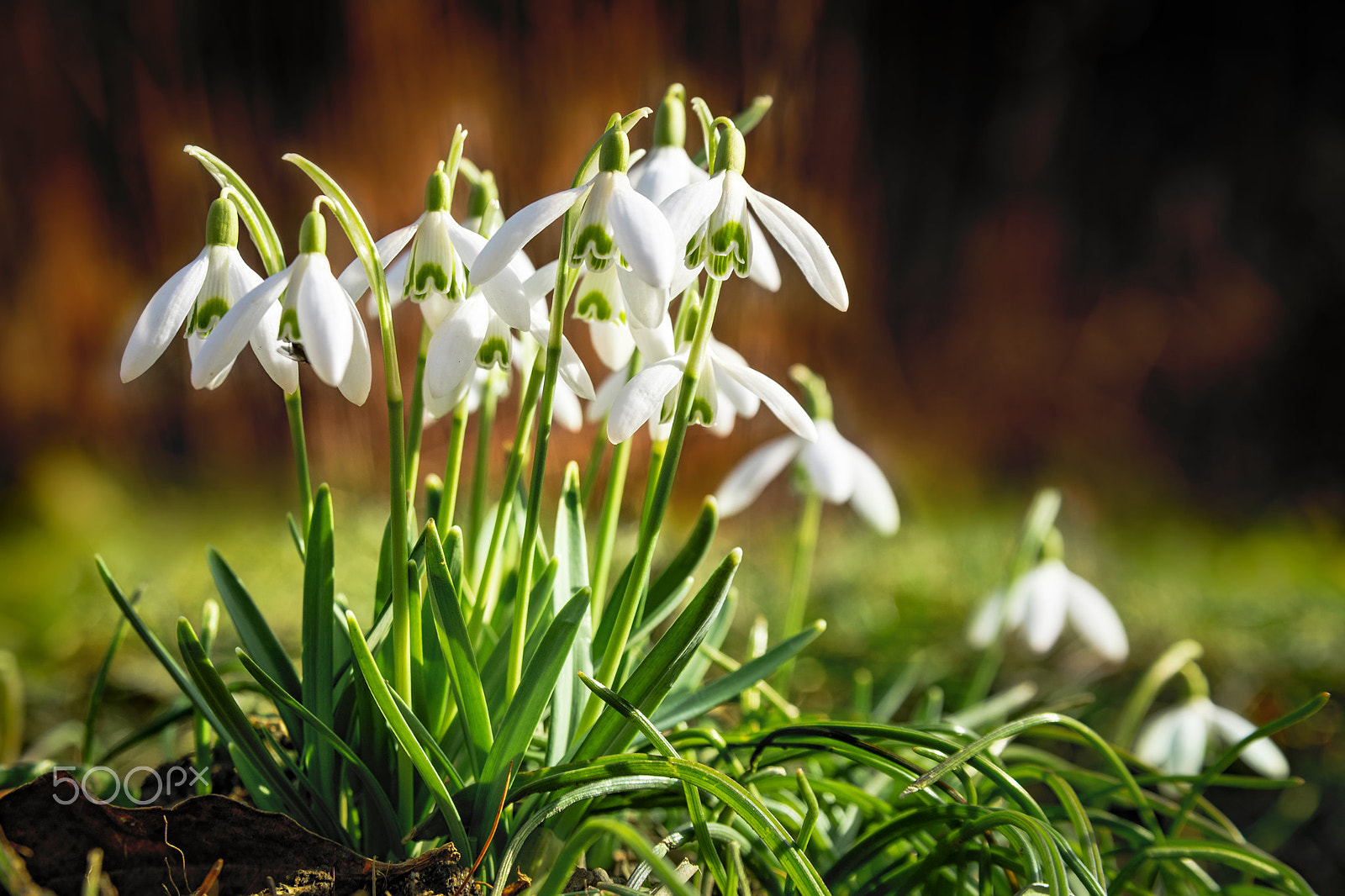 Nikon D750 sample photo. Group of snowdrops in spring photography