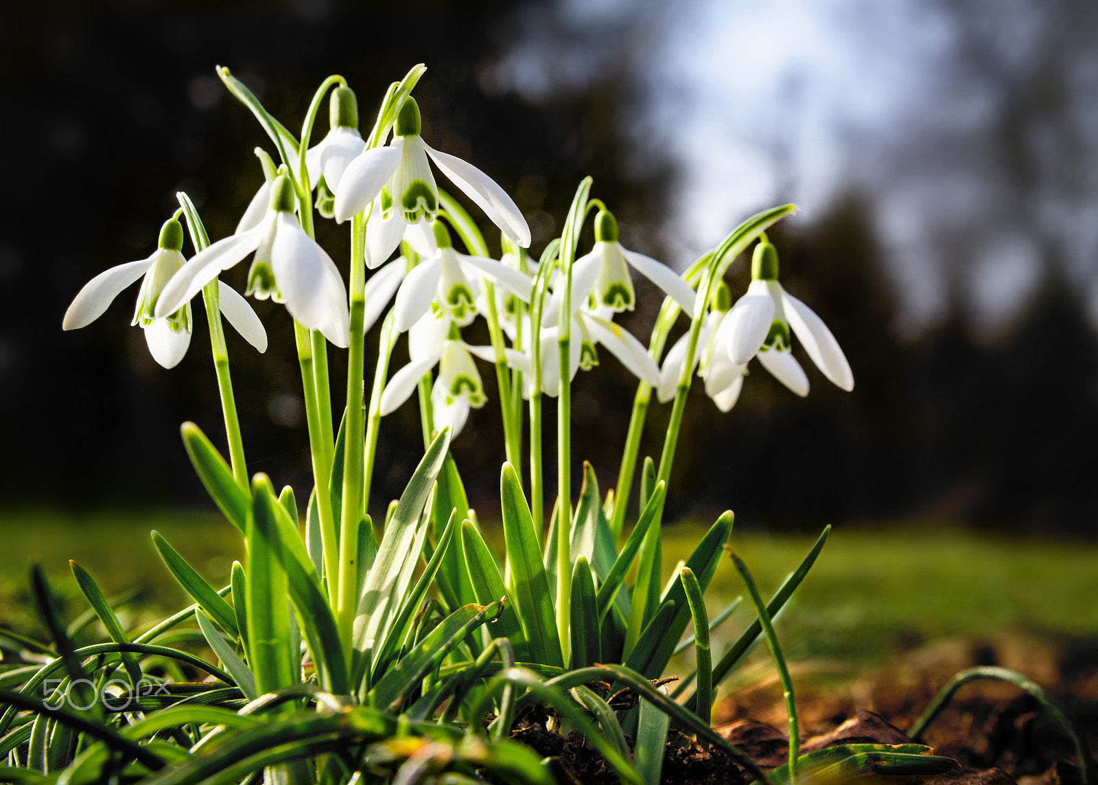 Nikon D750 sample photo. Group of snowdrops in spring photography