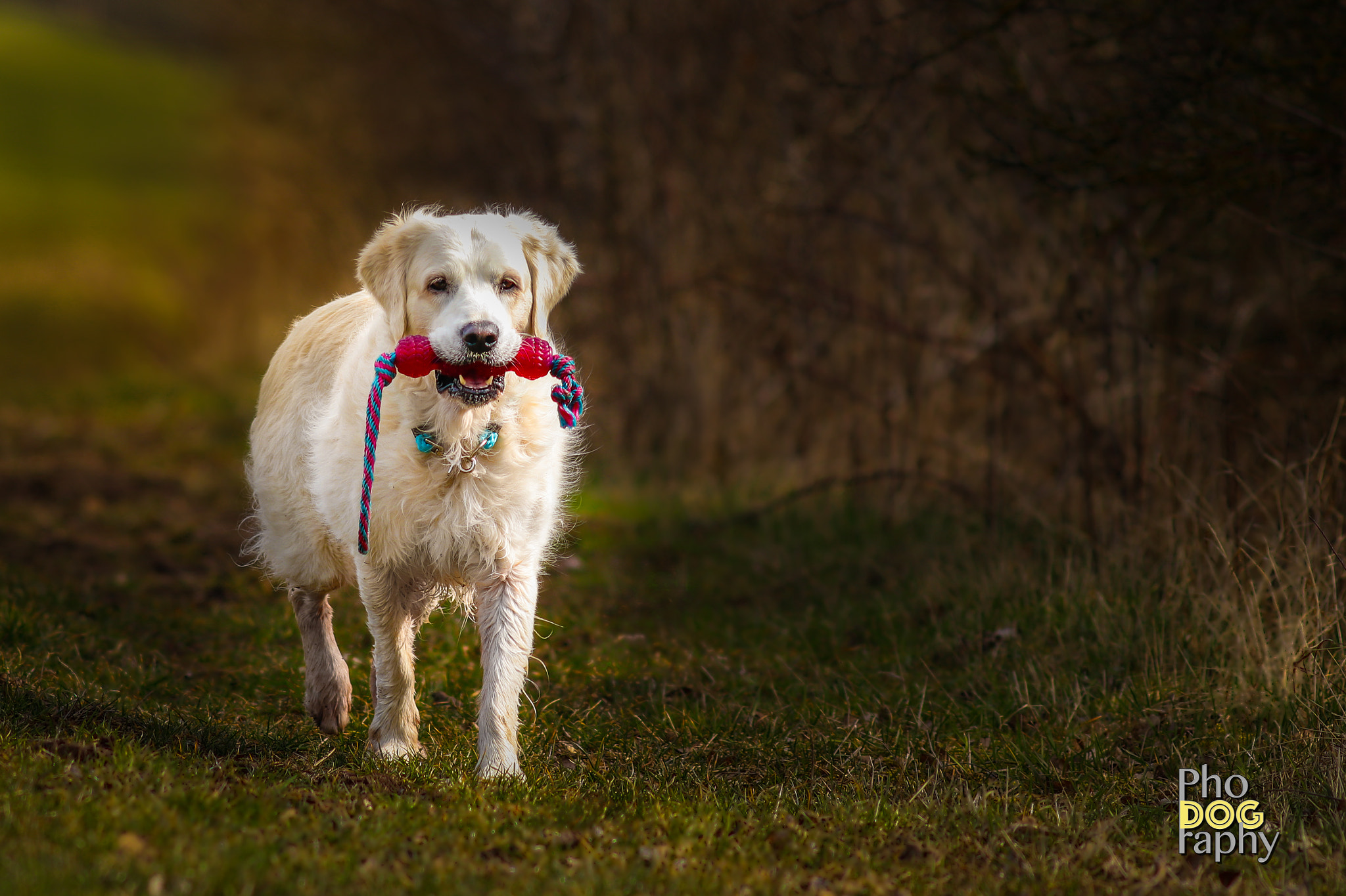 Canon EOS 80D sample photo. Golden hour photography