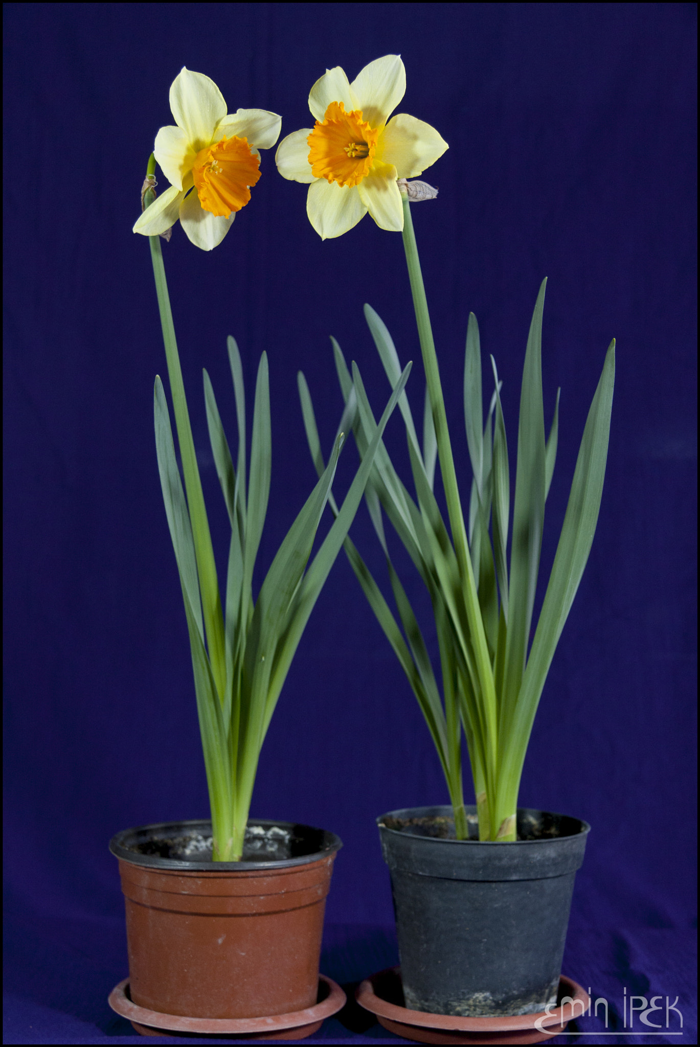 Canon EF-S 17-85mm F4-5.6 IS USM sample photo. Narcissus photography