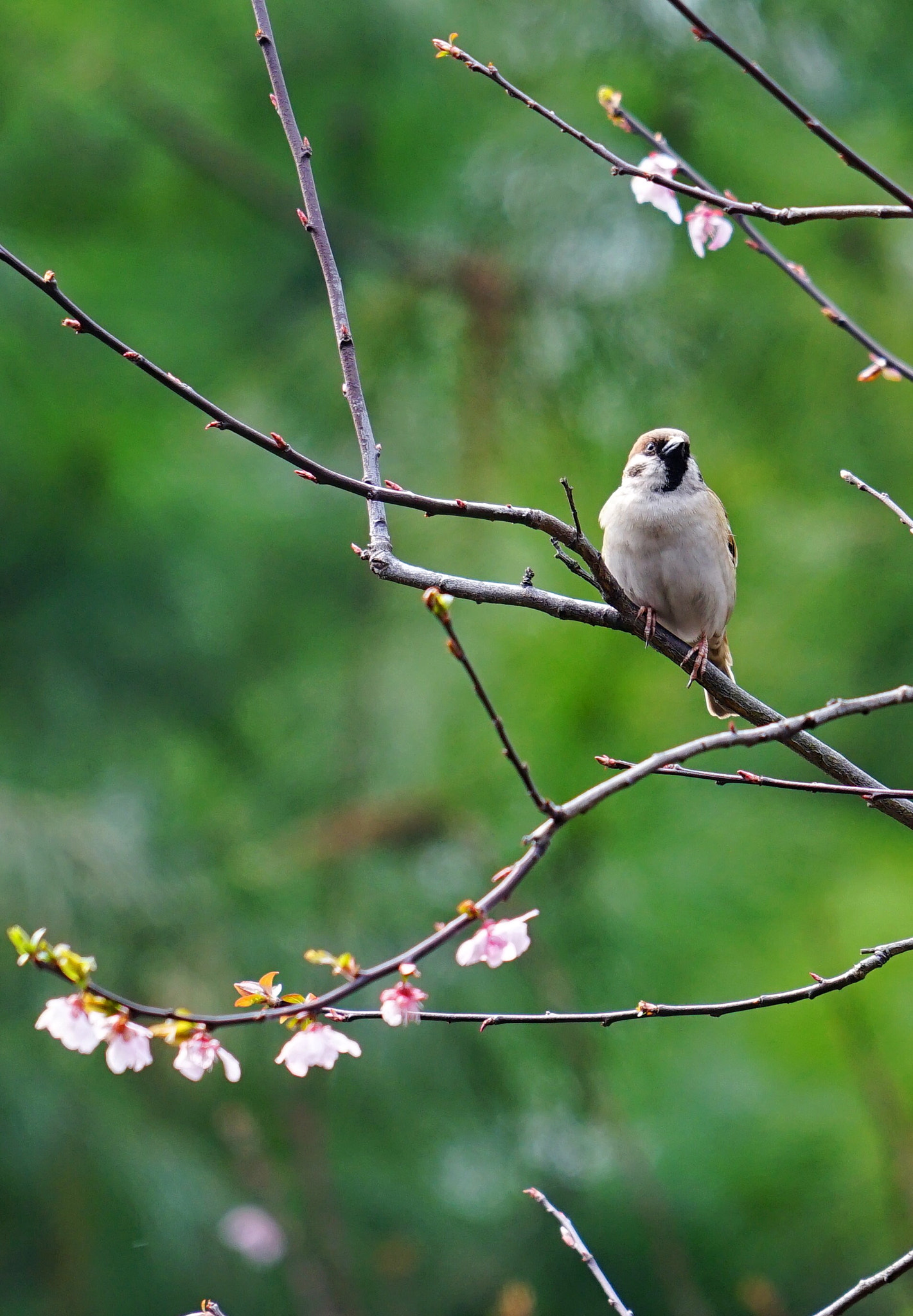 Sony FE 24-240mm F3.5-6.3 OSS sample photo. 静安雕塑公园，樱花枝上的小鸟 photography