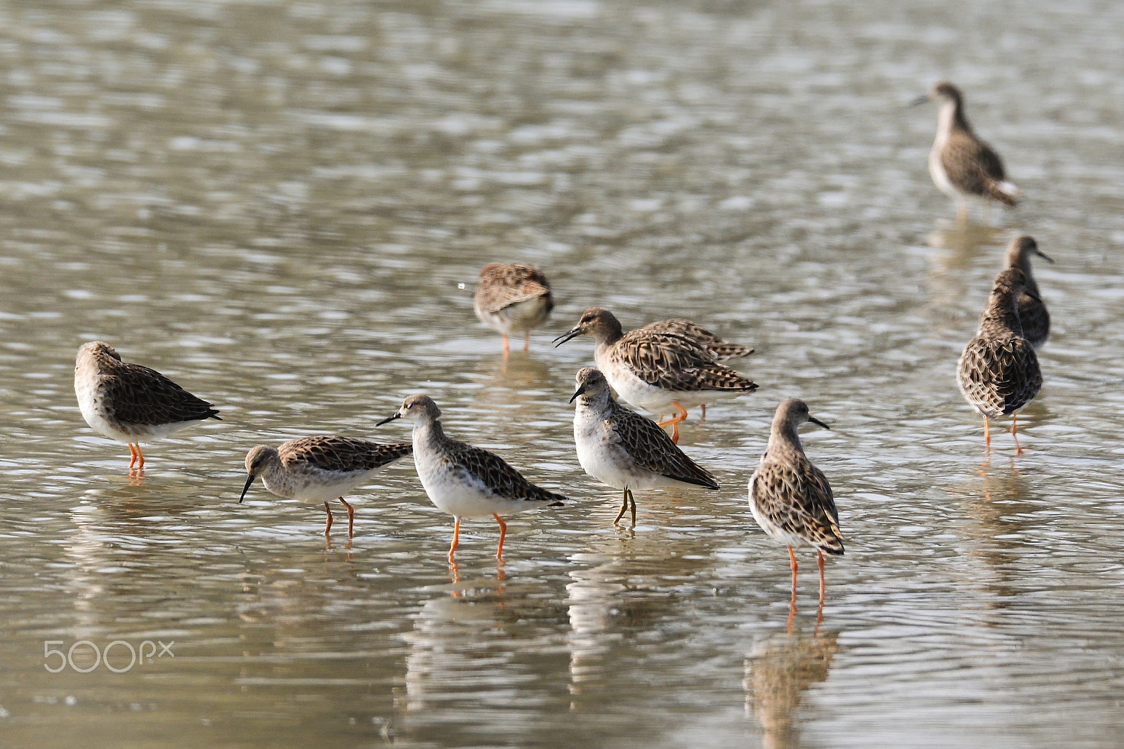 Sigma 150-600mm F5-6.3 DG OS HSM | S sample photo. Combattenti photography