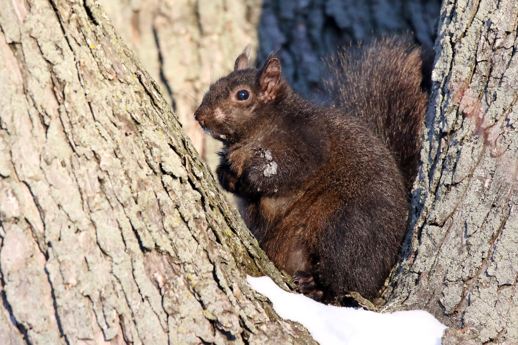 150-600mm F5-6.3 DG OS HSM | Contemporary 015 sample photo. Squirrel photography