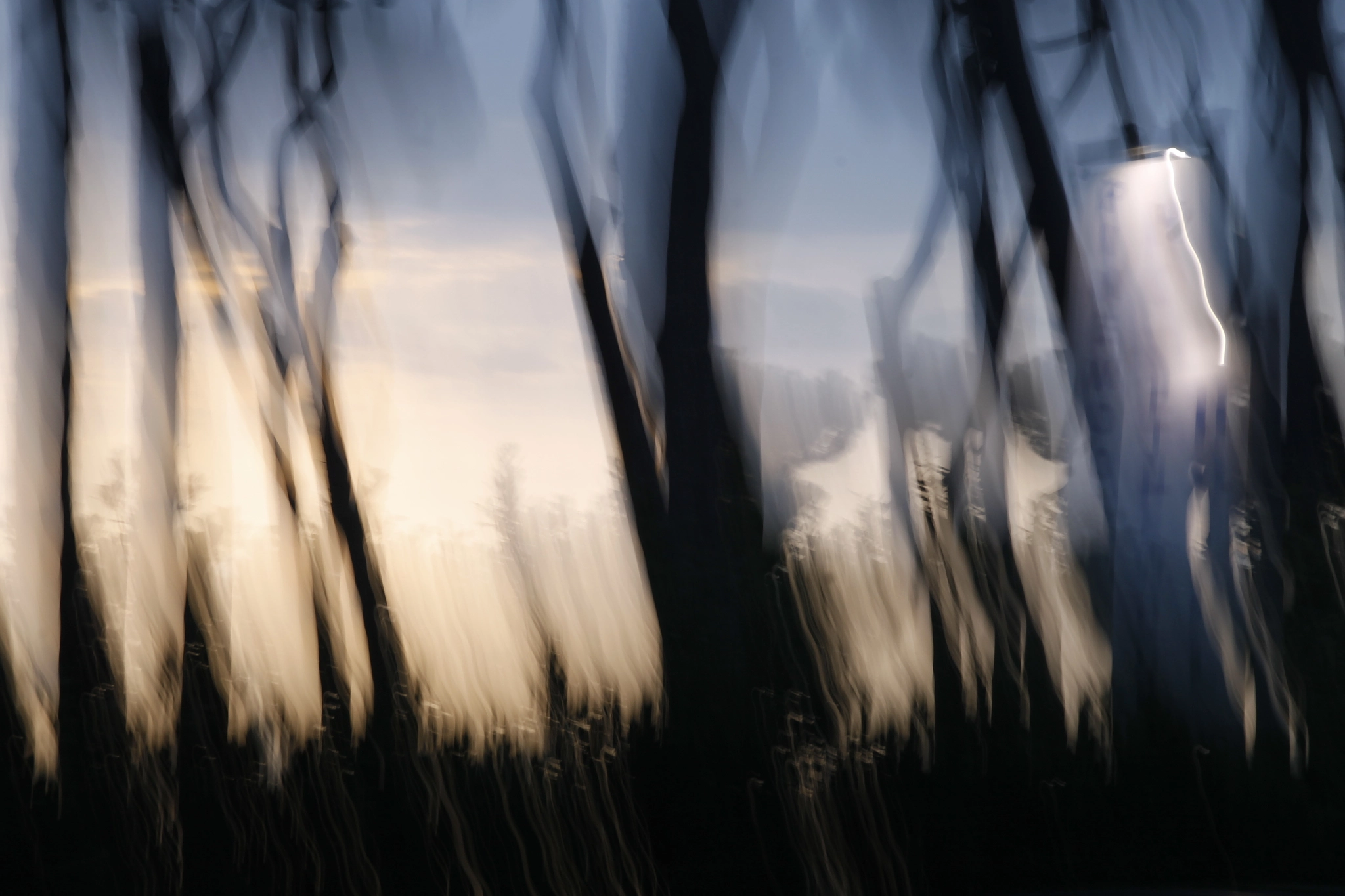 Canon EOS 1100D (EOS Rebel T3 / EOS Kiss X50) sample photo. Mysterious pinewood - rome italy photography