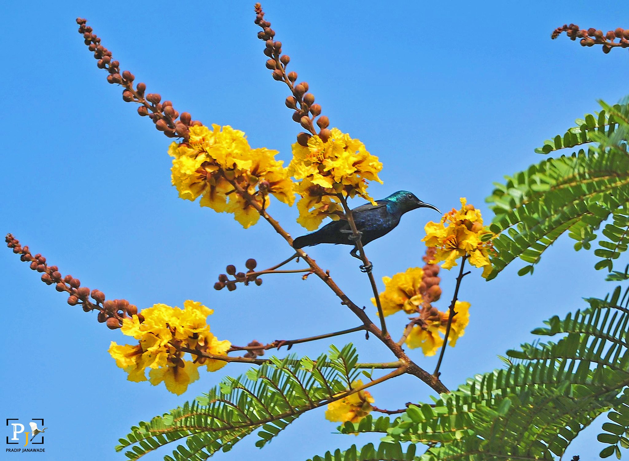 Nikon D3X sample photo. Sunbirds photography