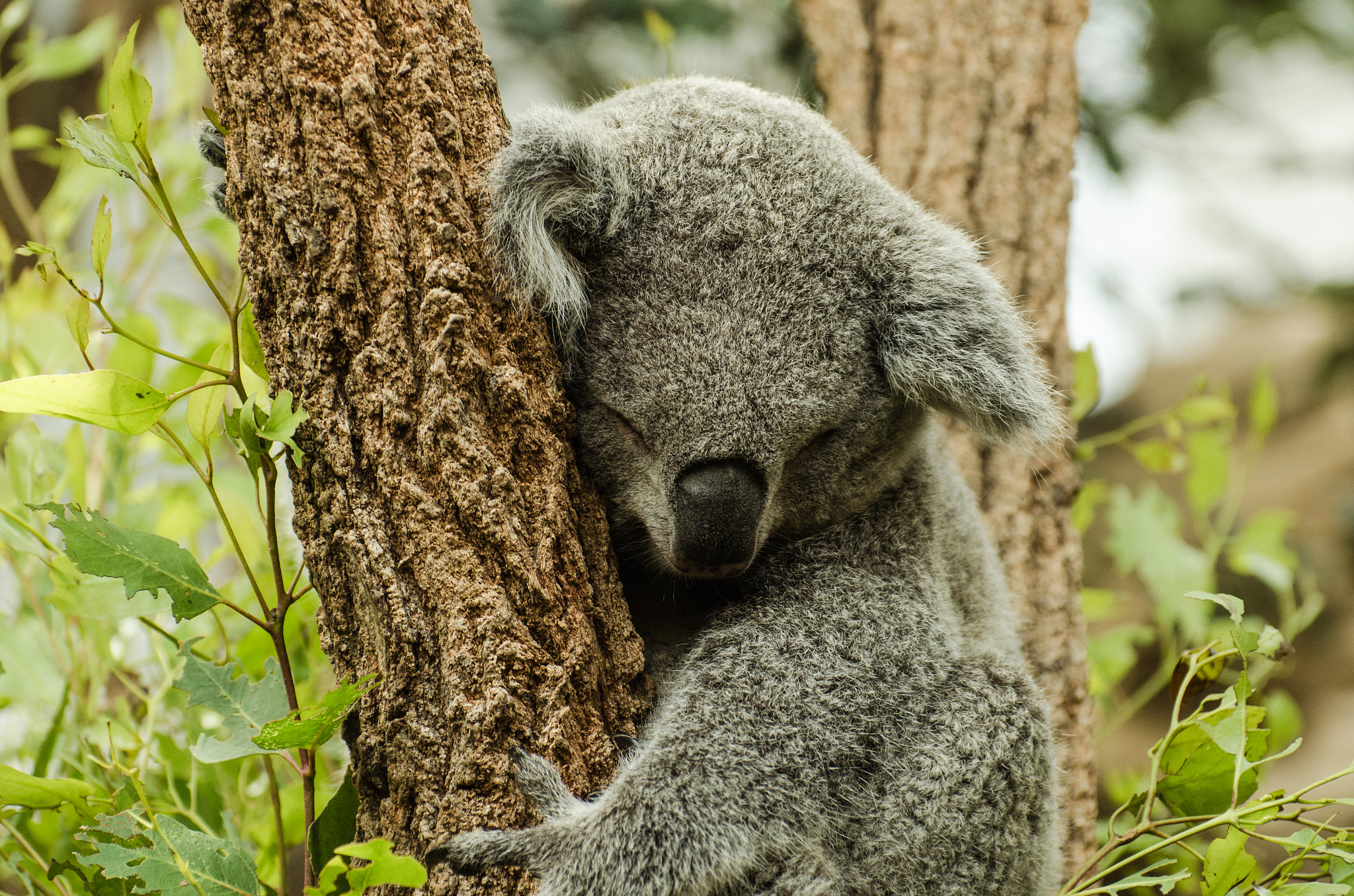 Nikon D5100 sample photo. Koala asleep photography