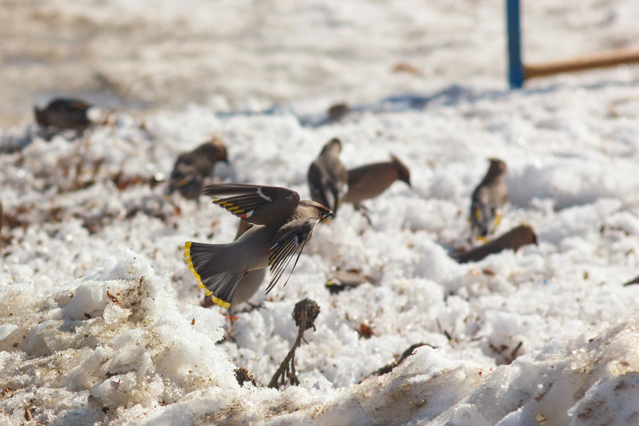 Canon EF 35-80mm f/4-5.6 sample photo. This bird has flown photography