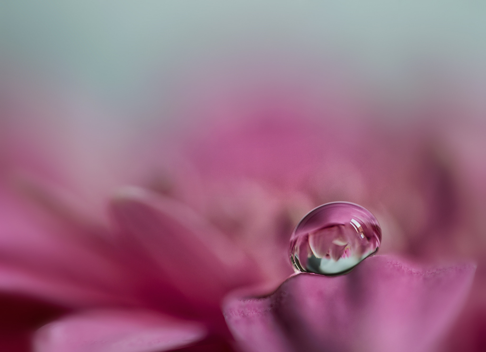 Canon EF-S 60mm F2.8 Macro USM sample photo. Pink lady i photography