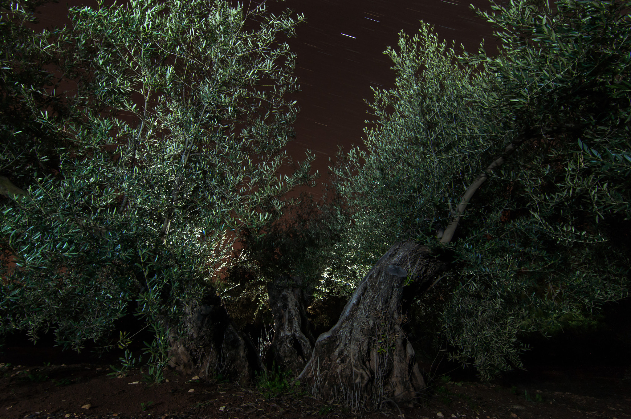Tokina AT-X Pro 11-16mm F2.8 DX sample photo. El olivo photography