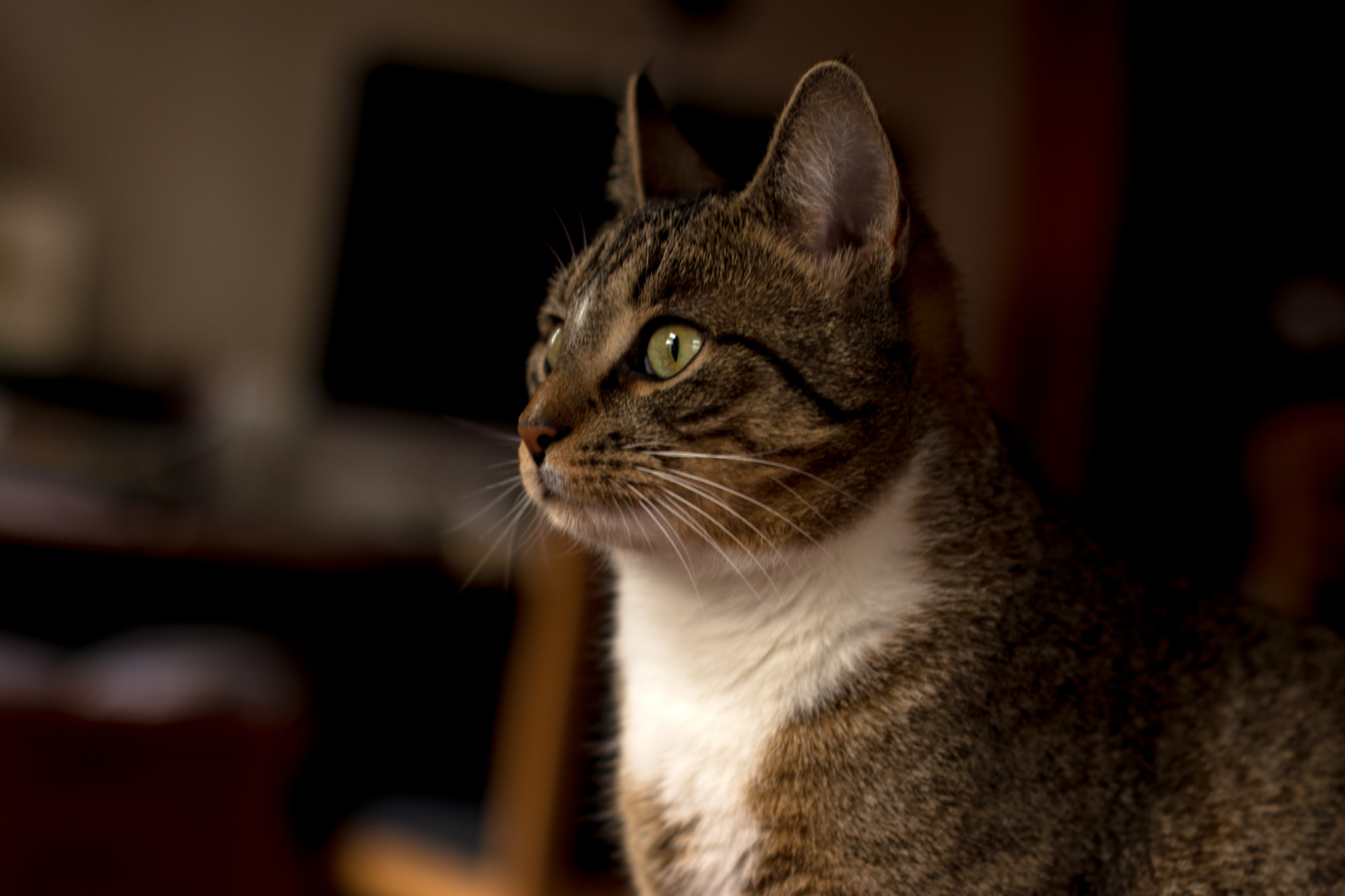 Nikon D5200 sample photo. Emma the cat photography
