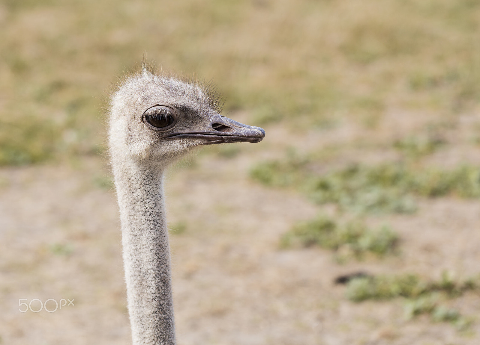 Canon EF 100mm F2.8L Macro IS USM sample photo. Closeup head ostrich outdoors photography