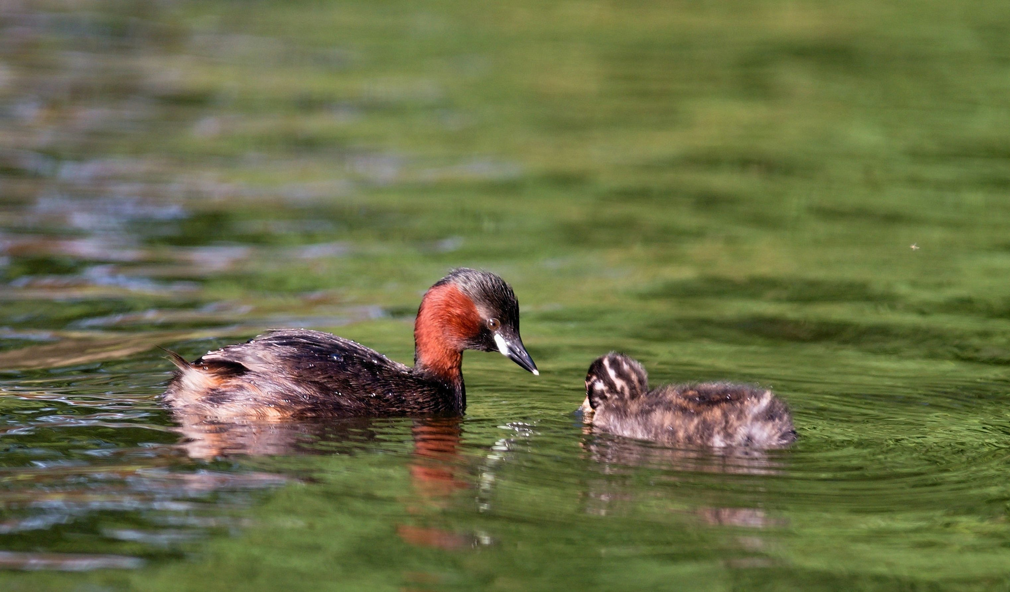 Nikon D610 sample photo. Little grebe photography