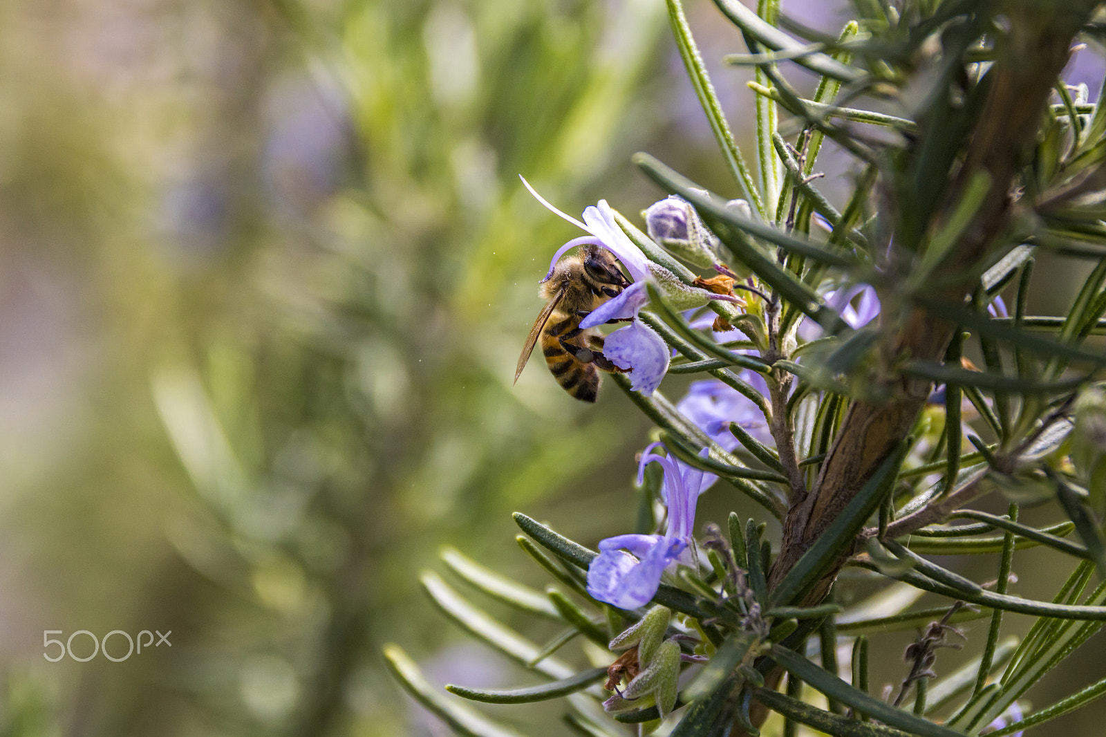 Canon EOS 760D (EOS Rebel T6s / EOS 8000D) sample photo. Bee on flowers of rosemary photography