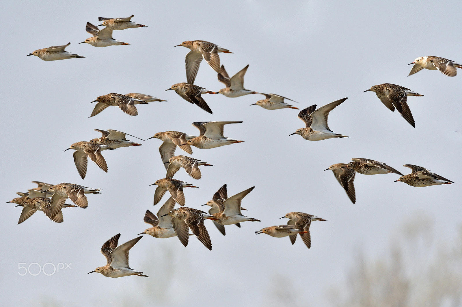 Sigma 150-600mm F5-6.3 DG OS HSM | S sample photo. Combattenti in volo photography