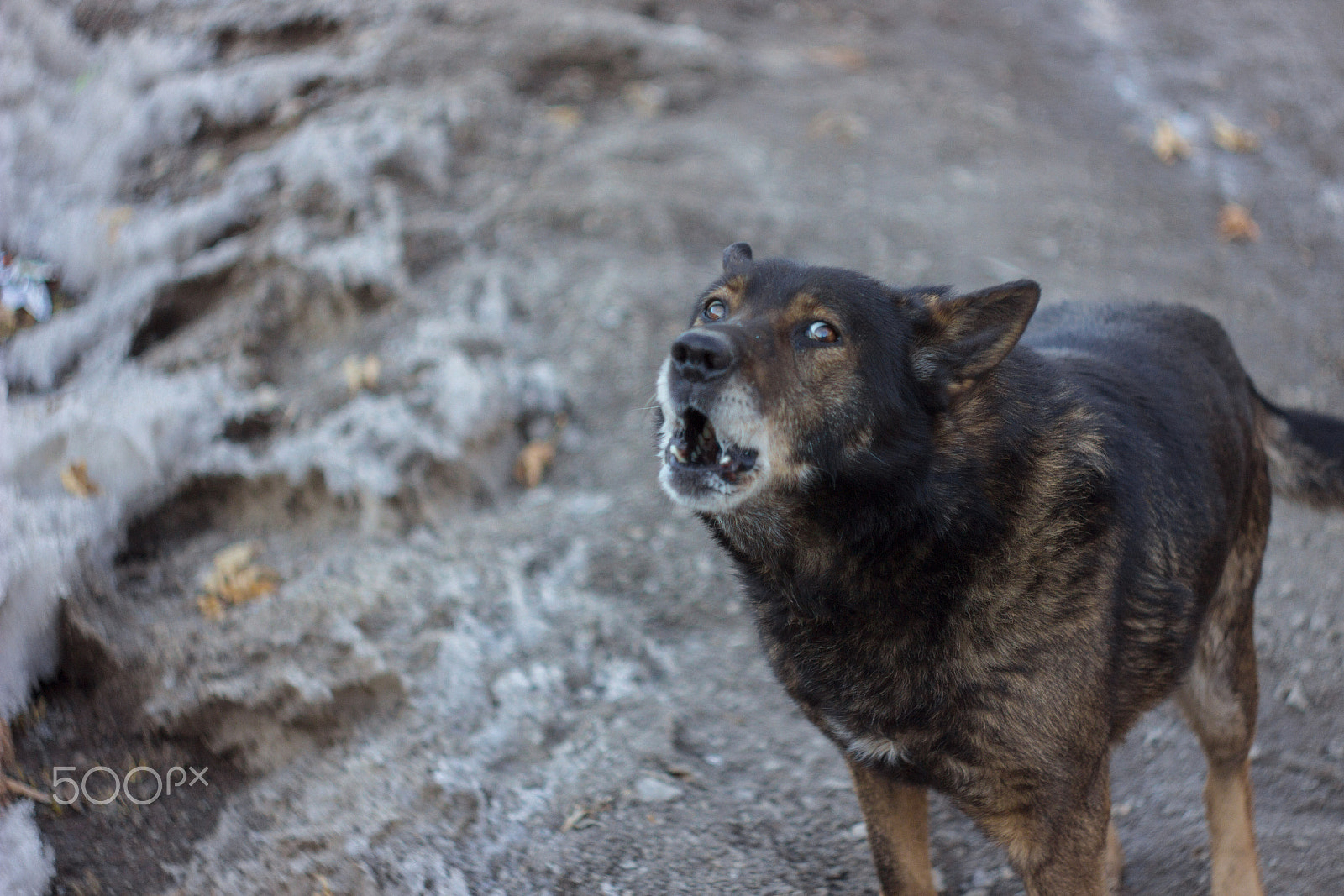 Canon EF 35-80mm f/4-5.6 sample photo. Gonna sing my song for you photography