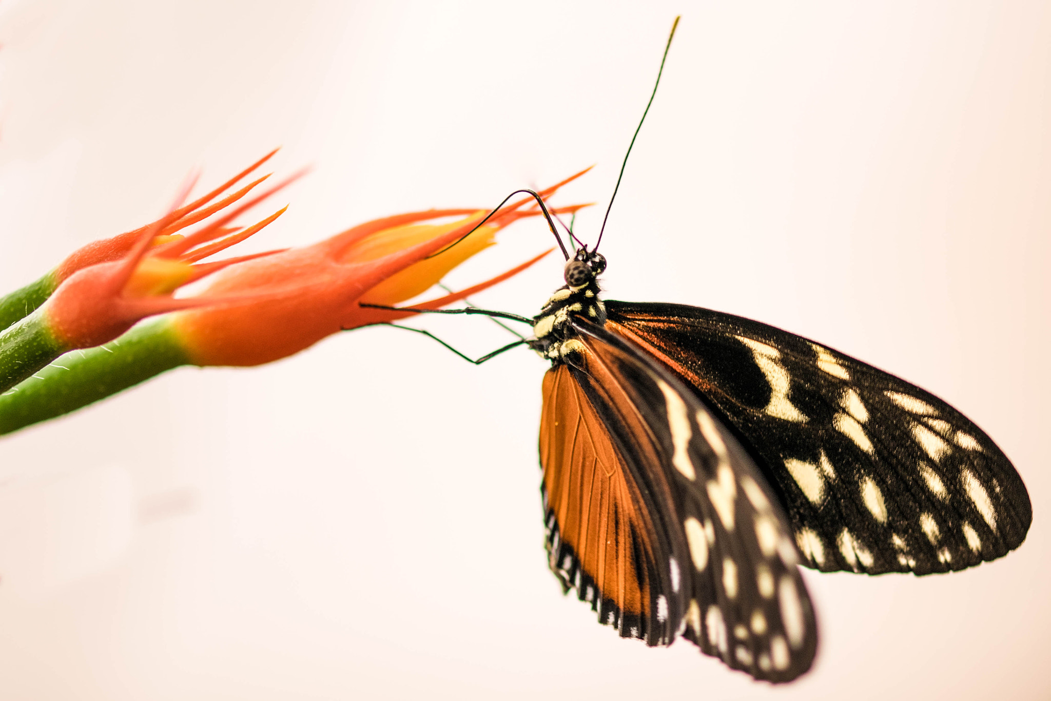 Sigma 105mm F2.8 EX DG OS HSM sample photo. Tiger longwing photography