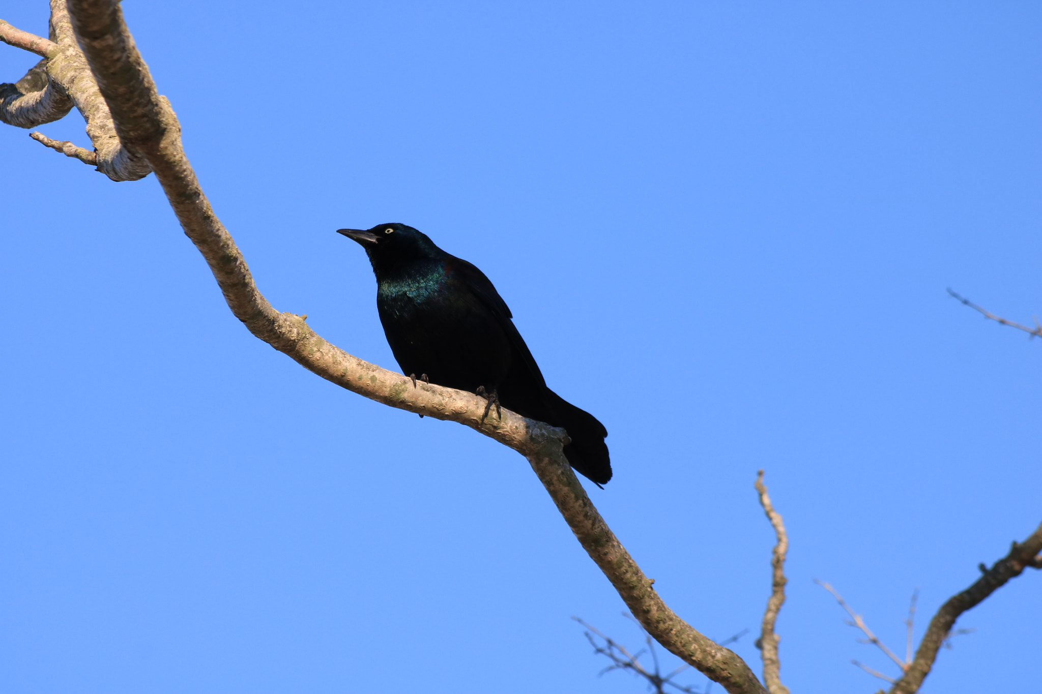 Canon EF 70-300mm F4-5.6 IS USM sample photo