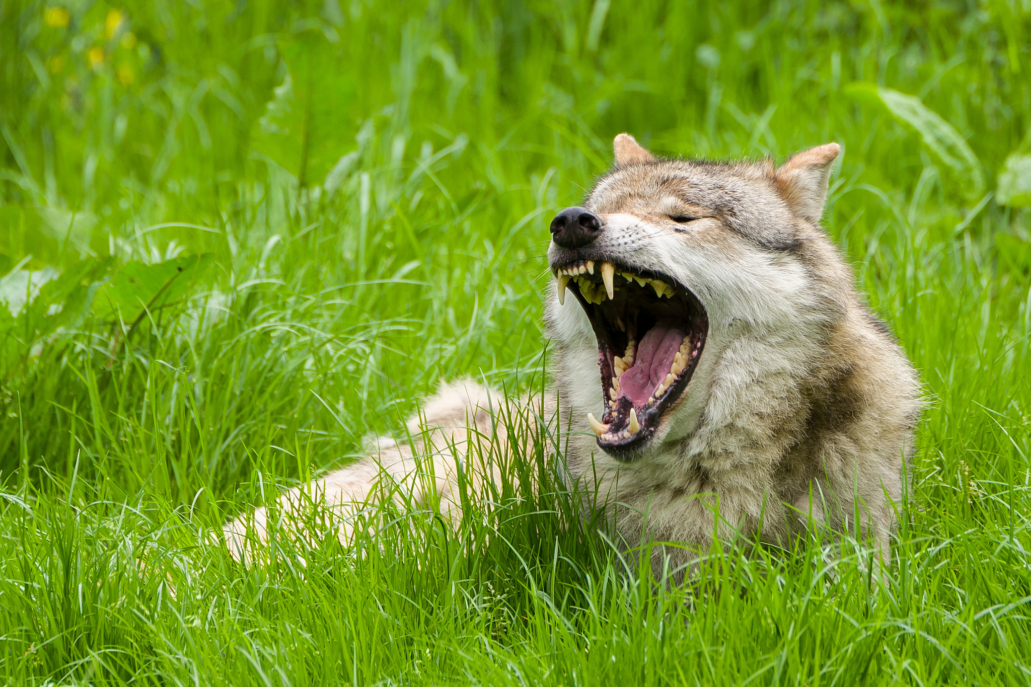 Leica SL (Typ 601) sample photo. Yawning wolf 1 photography