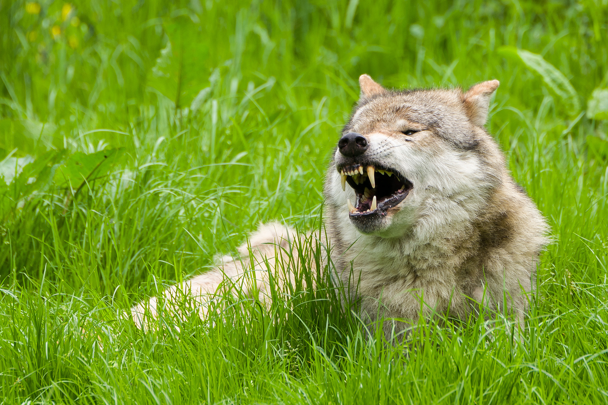 Leica SL (Typ 601) sample photo. Yawning wolf 2 photography