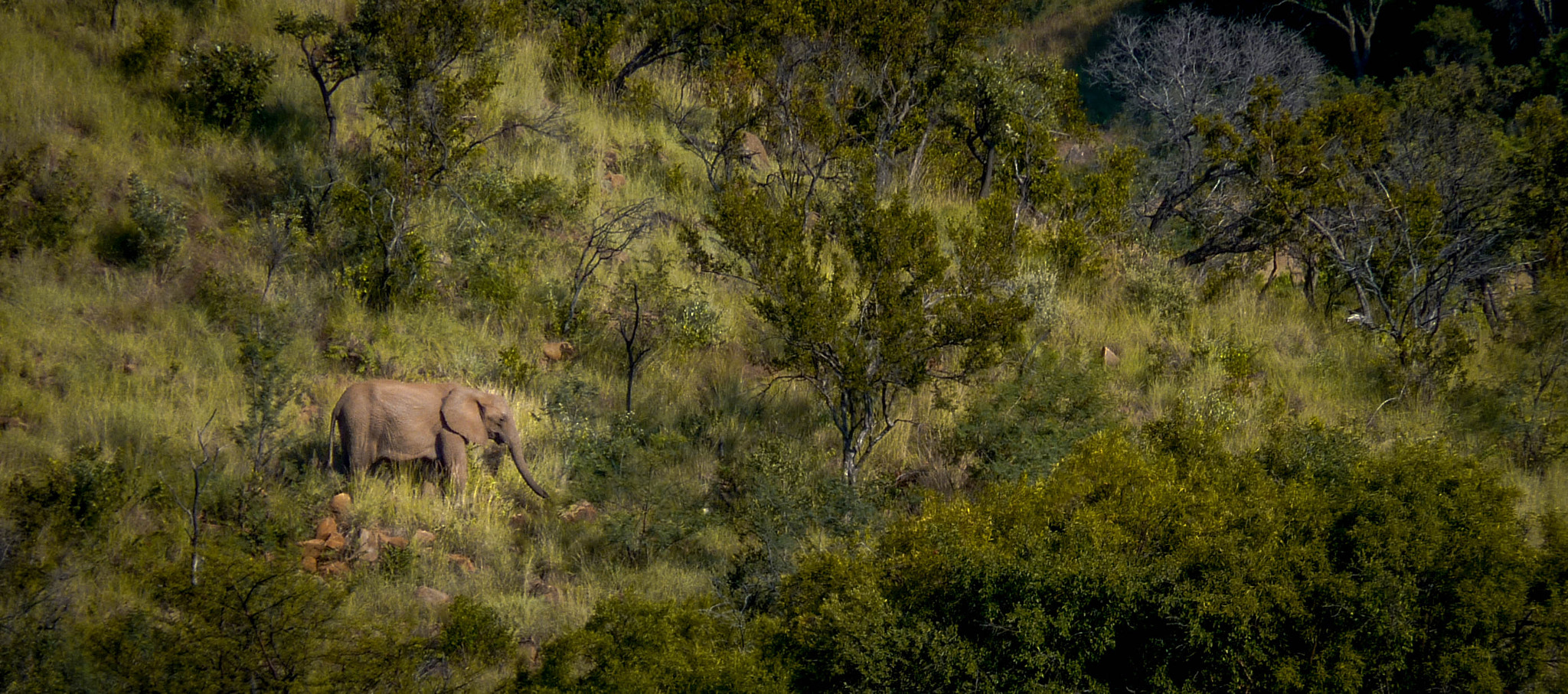 Panasonic Lumix DMC-ZS1 (Lumix DMC-TZ6) sample photo. The elephant in the bush photography