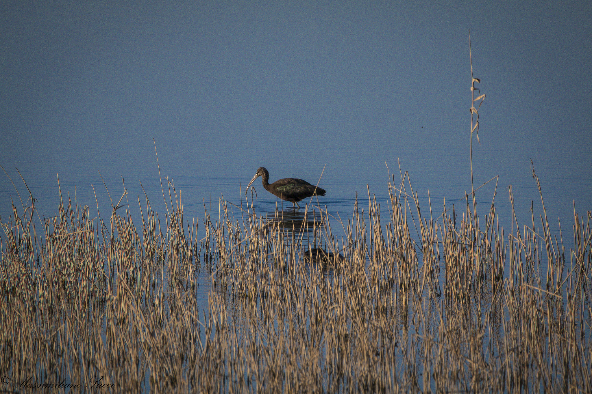 150-600mm F5-6.3 DG OS HSM | Contemporary 015 sample photo. The long-beaked bird photography