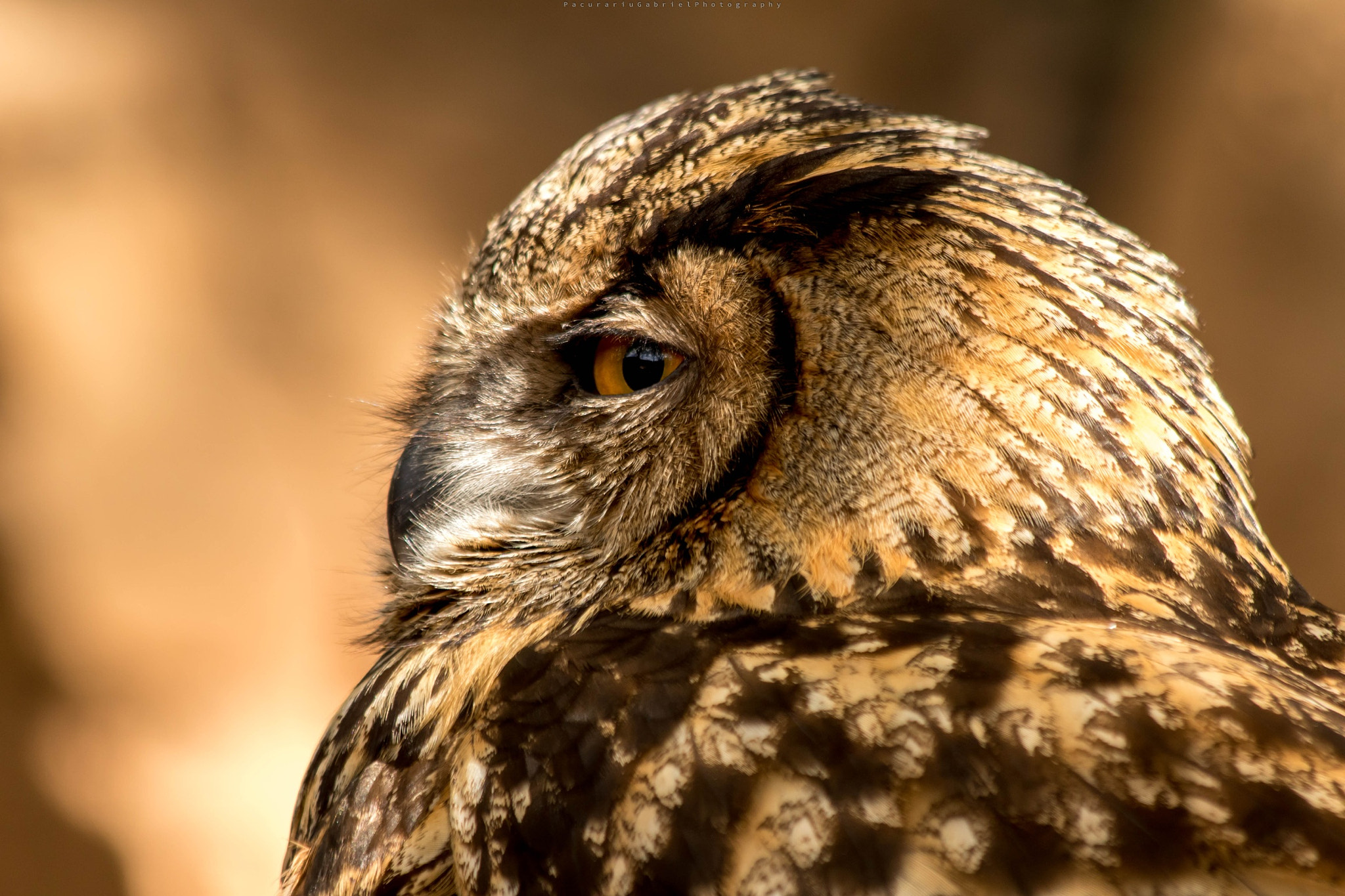 Canon EF 70-300mm F4-5.6 IS USM sample photo