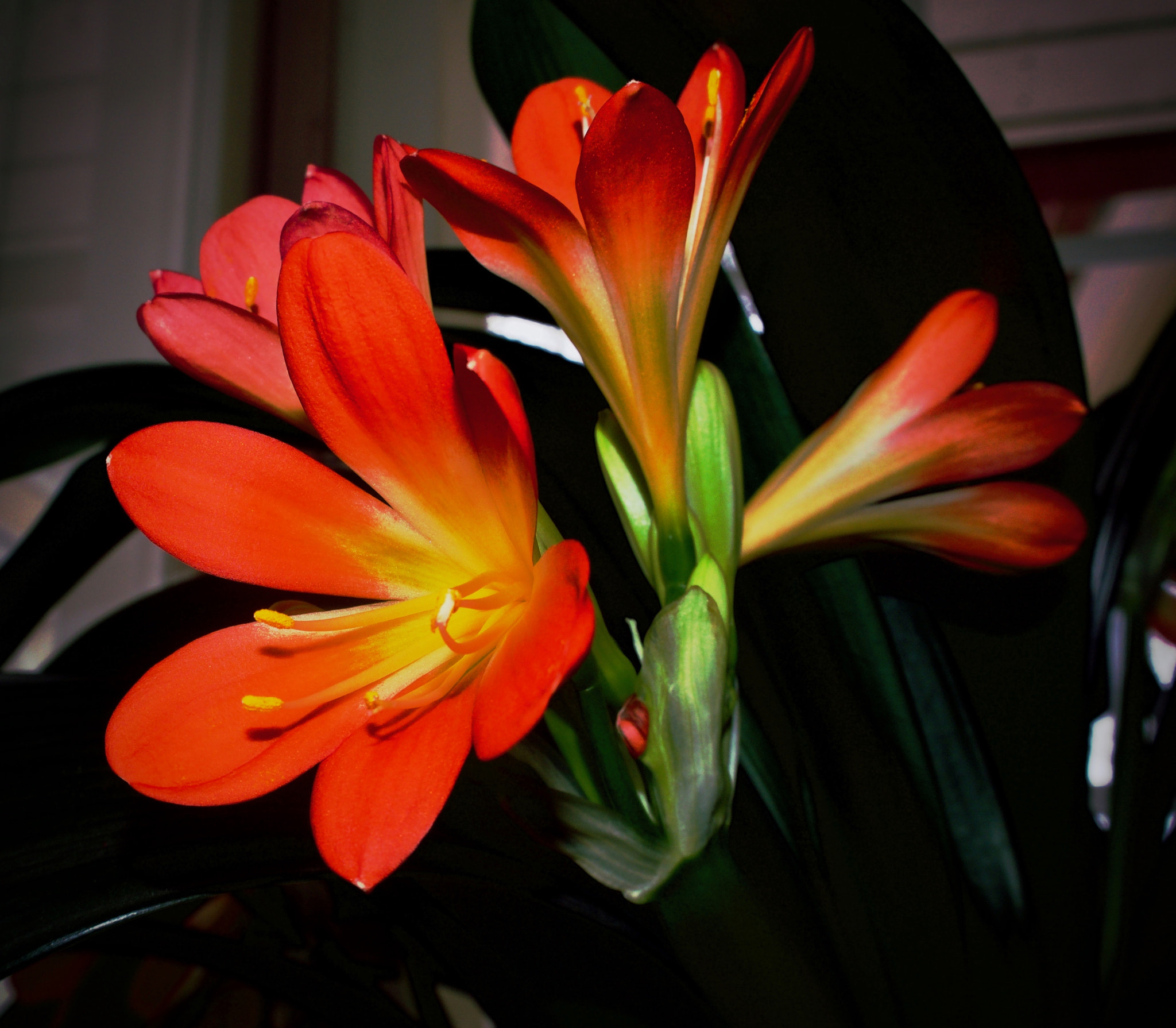 Olympus PEN E-PL7 sample photo. Flashing flowers photography