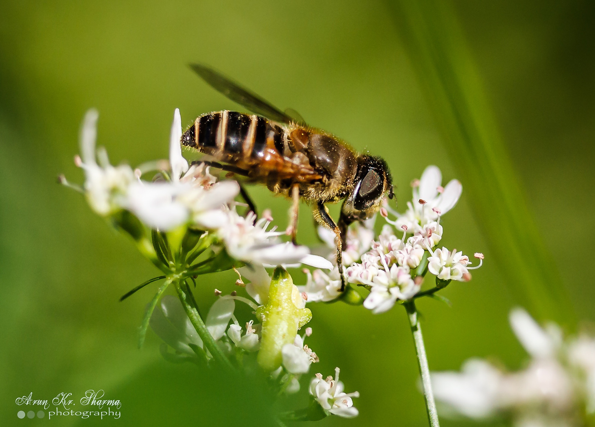 Canon EOS 450D (EOS Rebel XSi / EOS Kiss X2) sample photo. Honey bee on flower photography