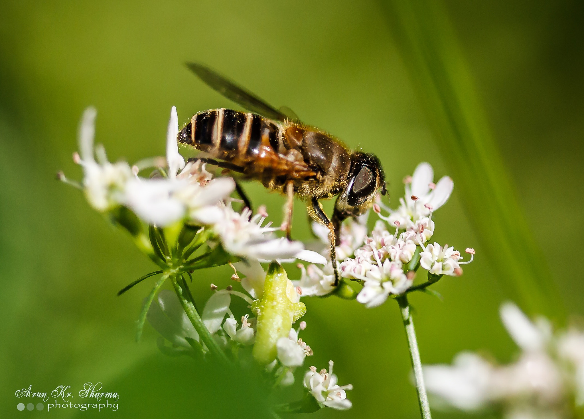Canon EF-S 60mm F2.8 Macro USM sample photo. Honey bee on flower photography