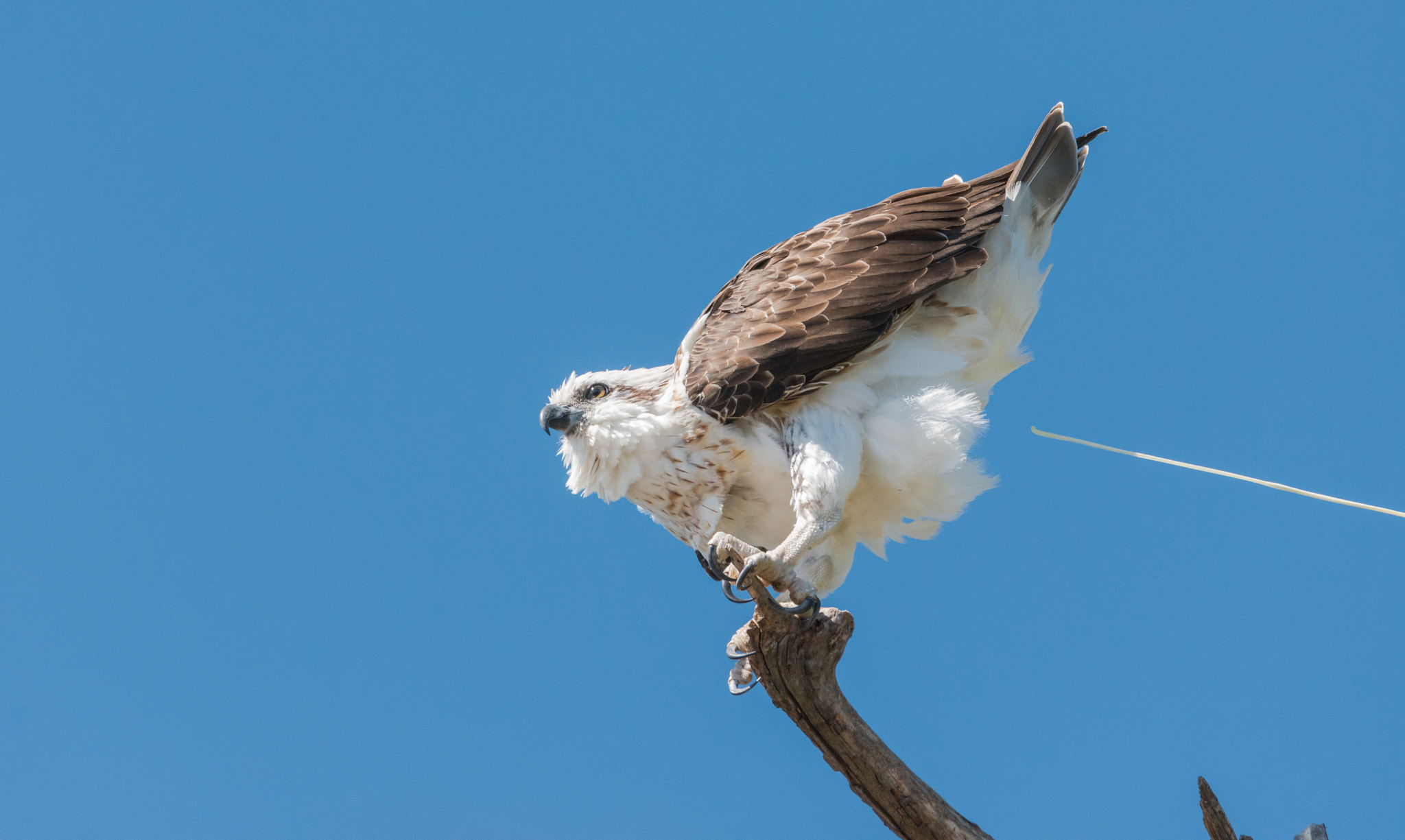 Nikon D7200 + Sigma 150-600mm F5-6.3 DG OS HSM | C sample photo. Osprey ( pandion haliaetus ) photography