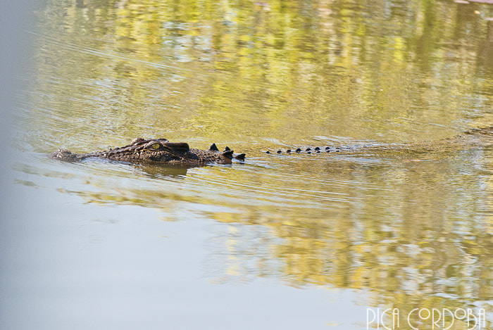 Nikon D3000 sample photo. Crocs photography