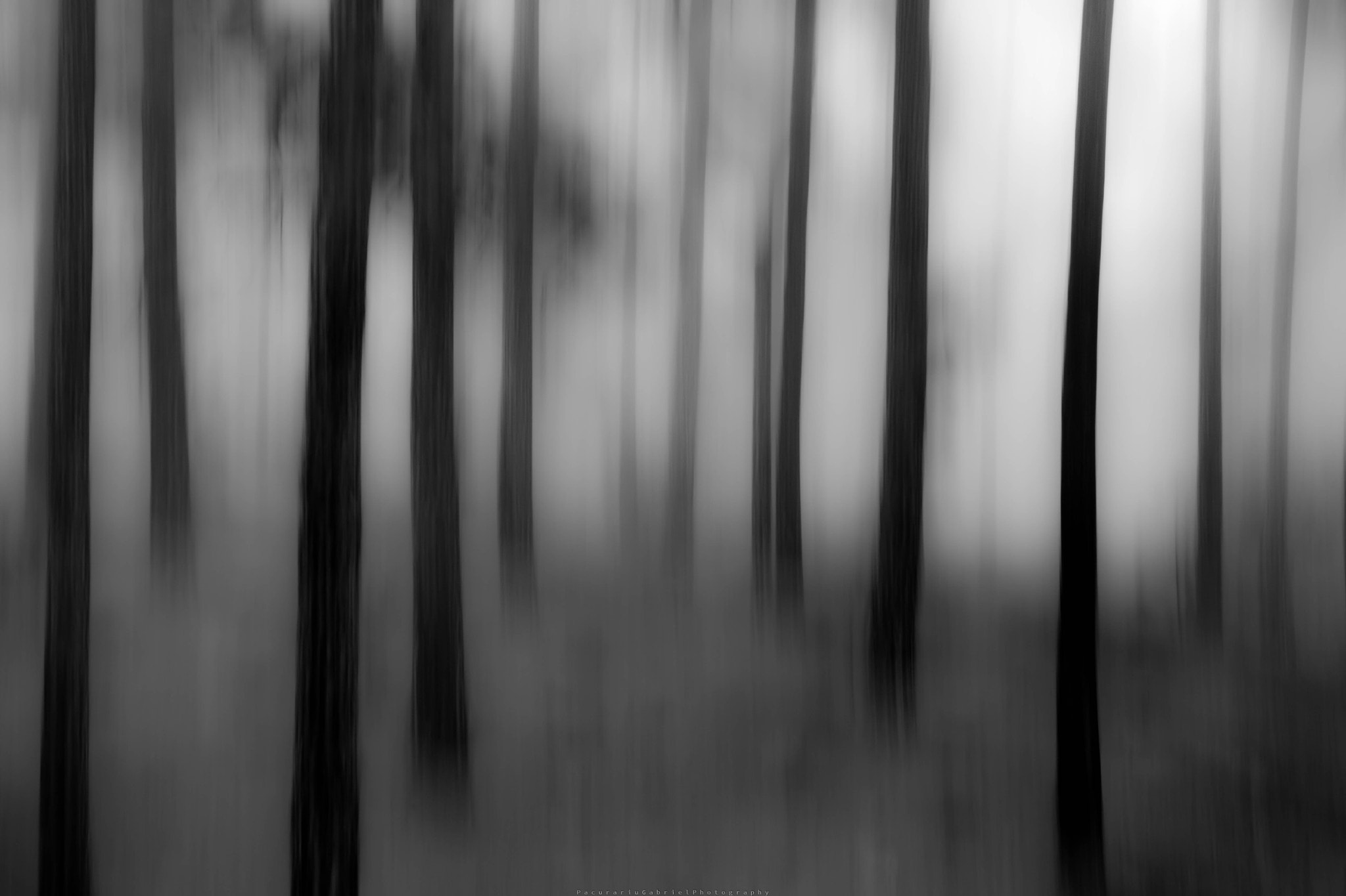 Canon EF 24-105mm F3.5-5.6 IS STM sample photo. Tilt forest photography