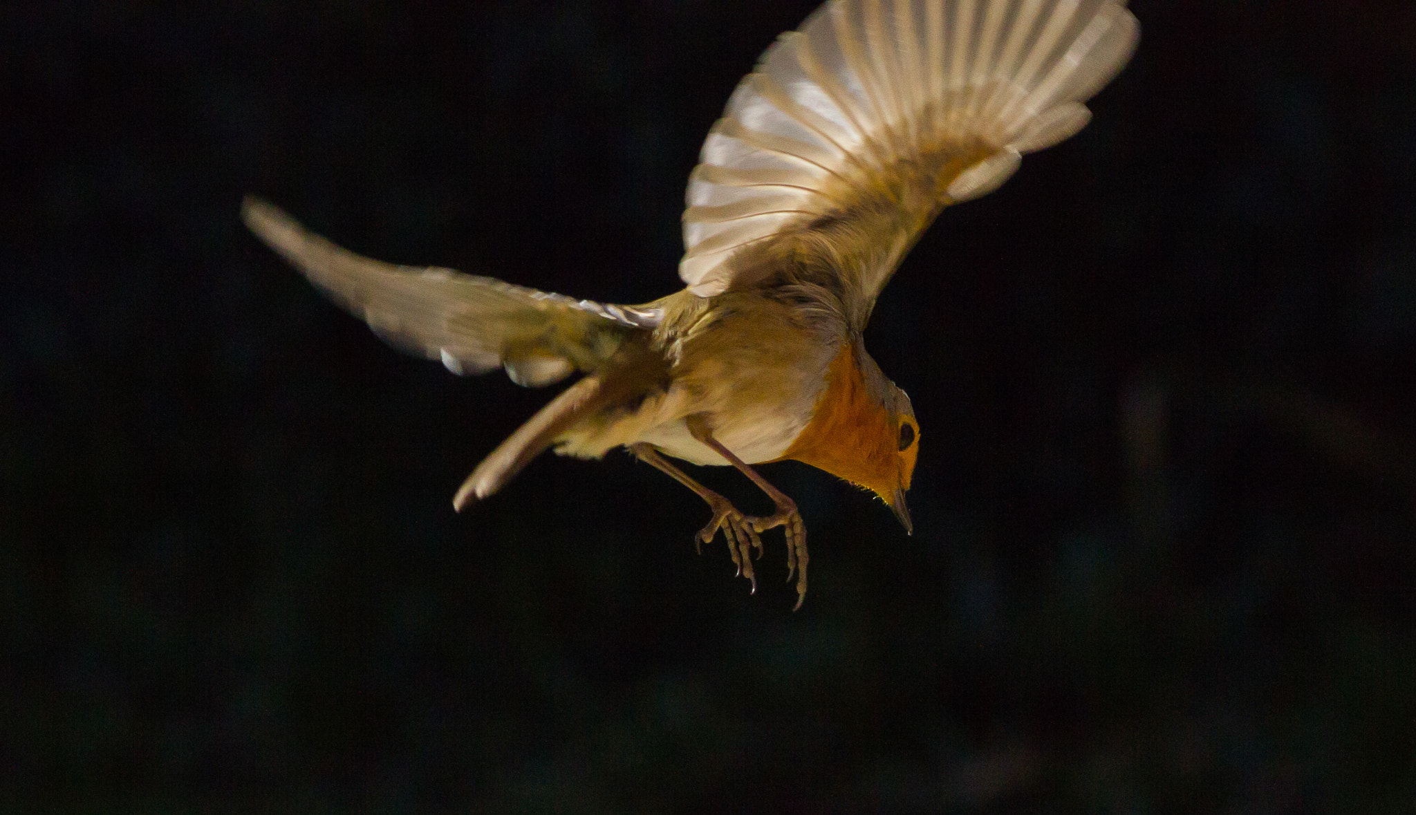 Canon EOS 550D (EOS Rebel T2i / EOS Kiss X4) + EF75-300mm f/4-5.6 sample photo. Robin flight photography