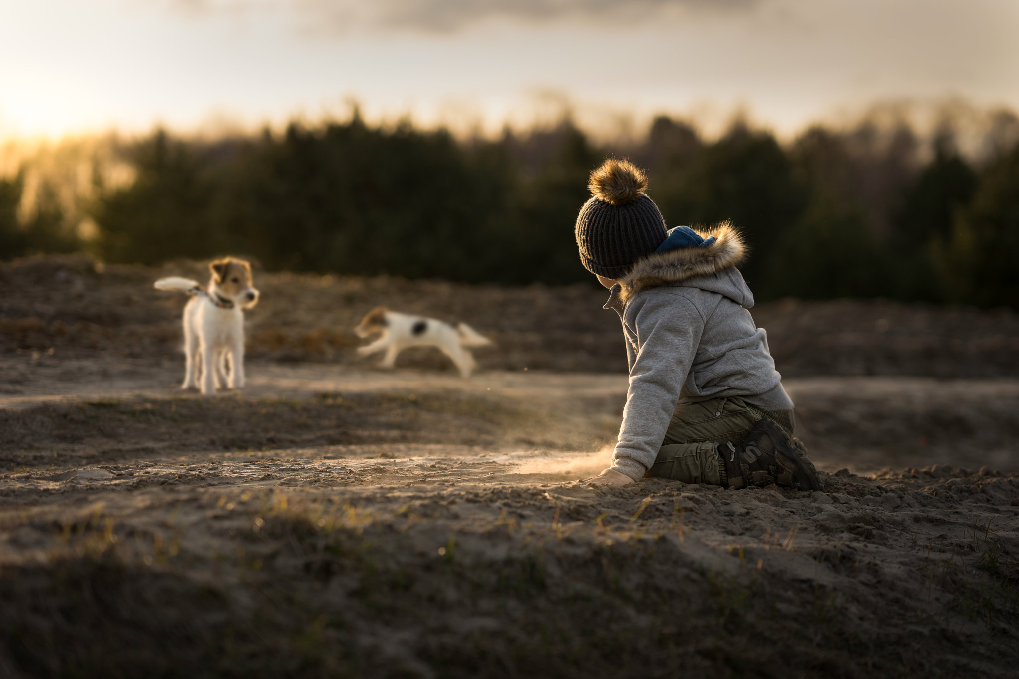 FE 85mm F1.4 sample photo. Dogs (early spring) photography