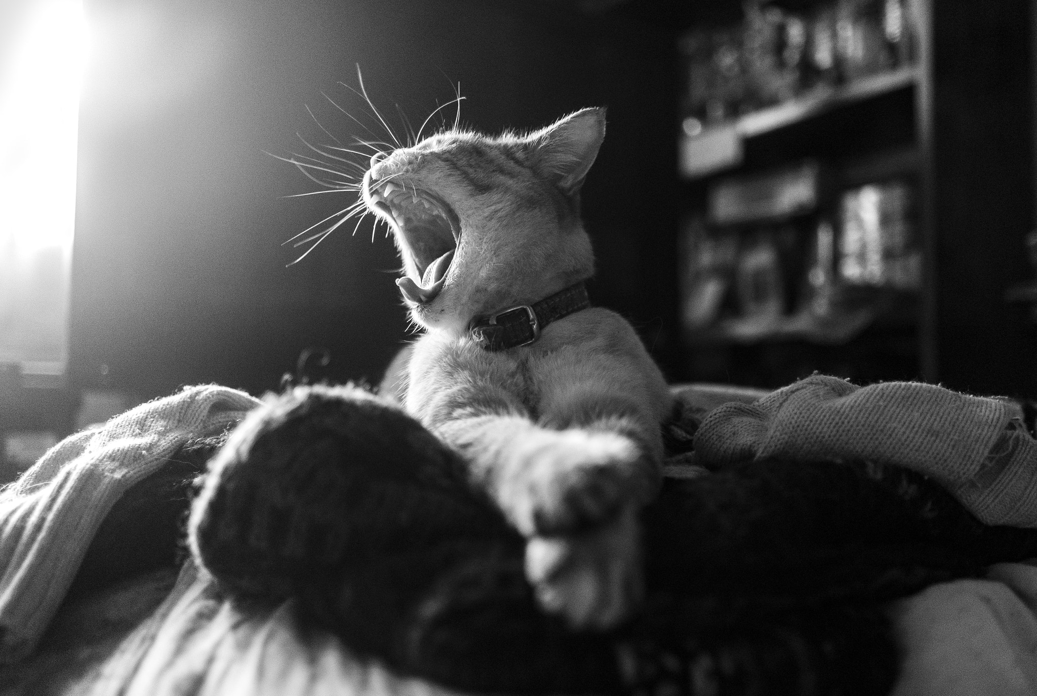 Sony FE 28mm F2 sample photo. The tiger photography