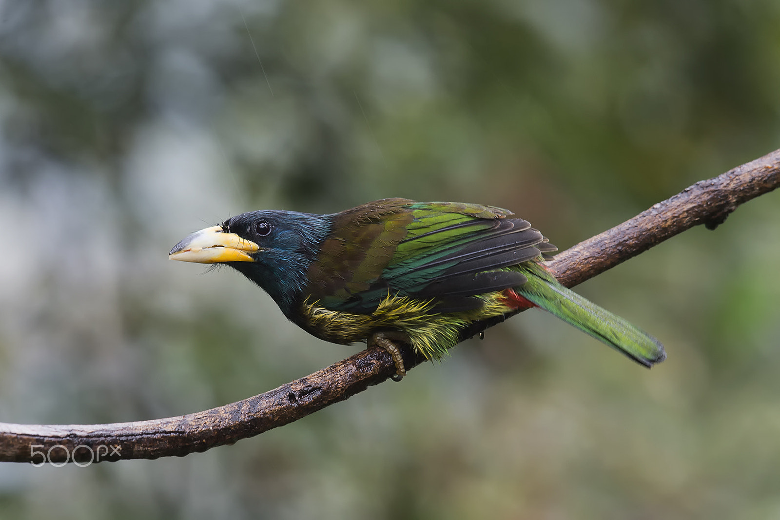 Nikon AF-S Nikkor 400mm F2.8G ED VR II sample photo. Great barbet of baihualing, yunnan, china photography