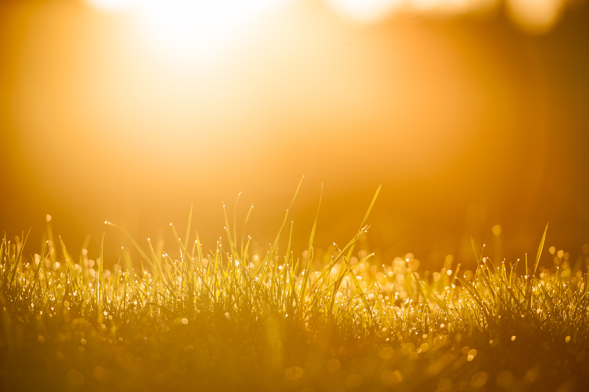 Nikon AF-S Nikkor 70-200mm F2.8G ED VR II sample photo. Morning dew photography