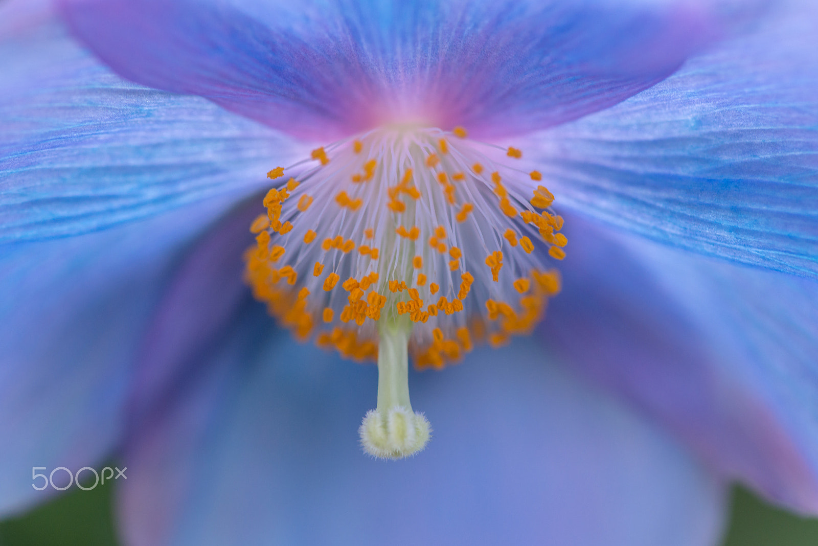 Nikon AF-S Micro-Nikkor 105mm F2.8G IF-ED VR sample photo. Big blue photography