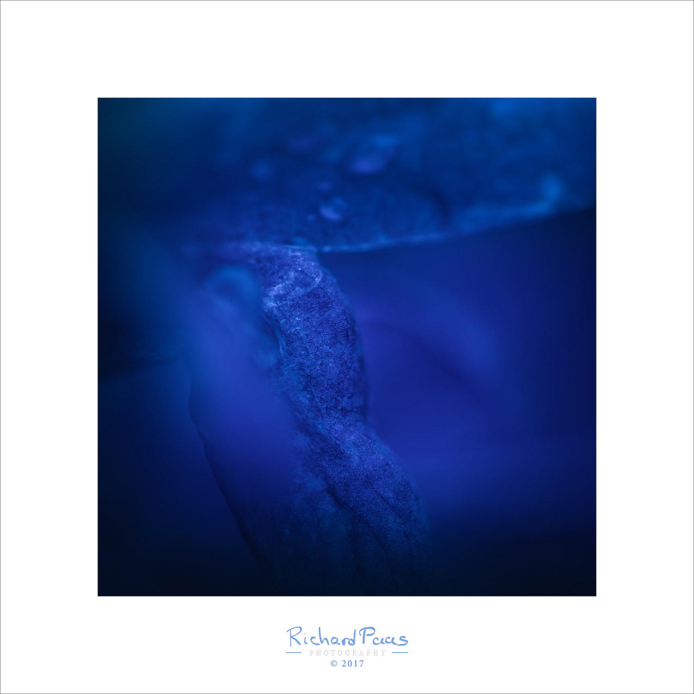 Olympus M.Zuiko Digital ED 60mm F2.8 Macro sample photo. Inside a blue flower photography