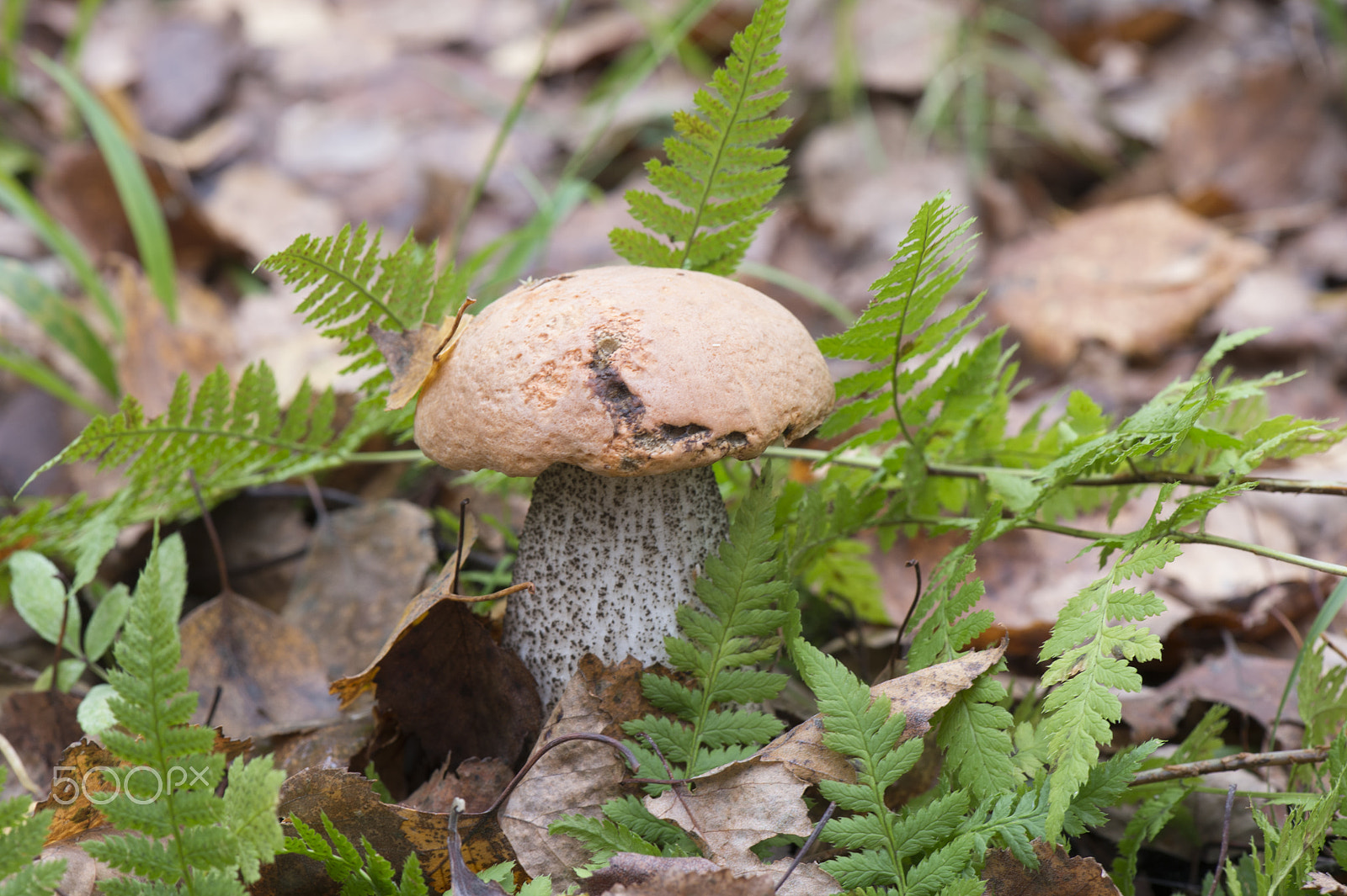 Nikon AF-S Micro-Nikkor 105mm F2.8G IF-ED VR sample photo. Mushroom photography
